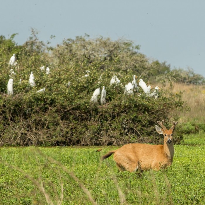 Ibera Wetlands - day trip